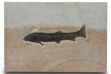Uncommon Fossil Fish (Notogoneus) - Wyoming #299806-1